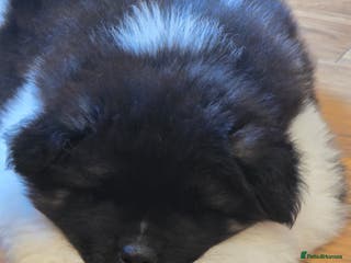 Akita dogs Long coat akita puppy from UK Champ parents - Advert 6