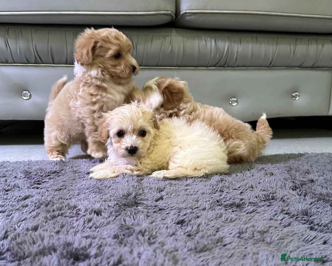 Maltipoo dogs for sale: Outstanding F1 Maltipoo Puppies - Image 18