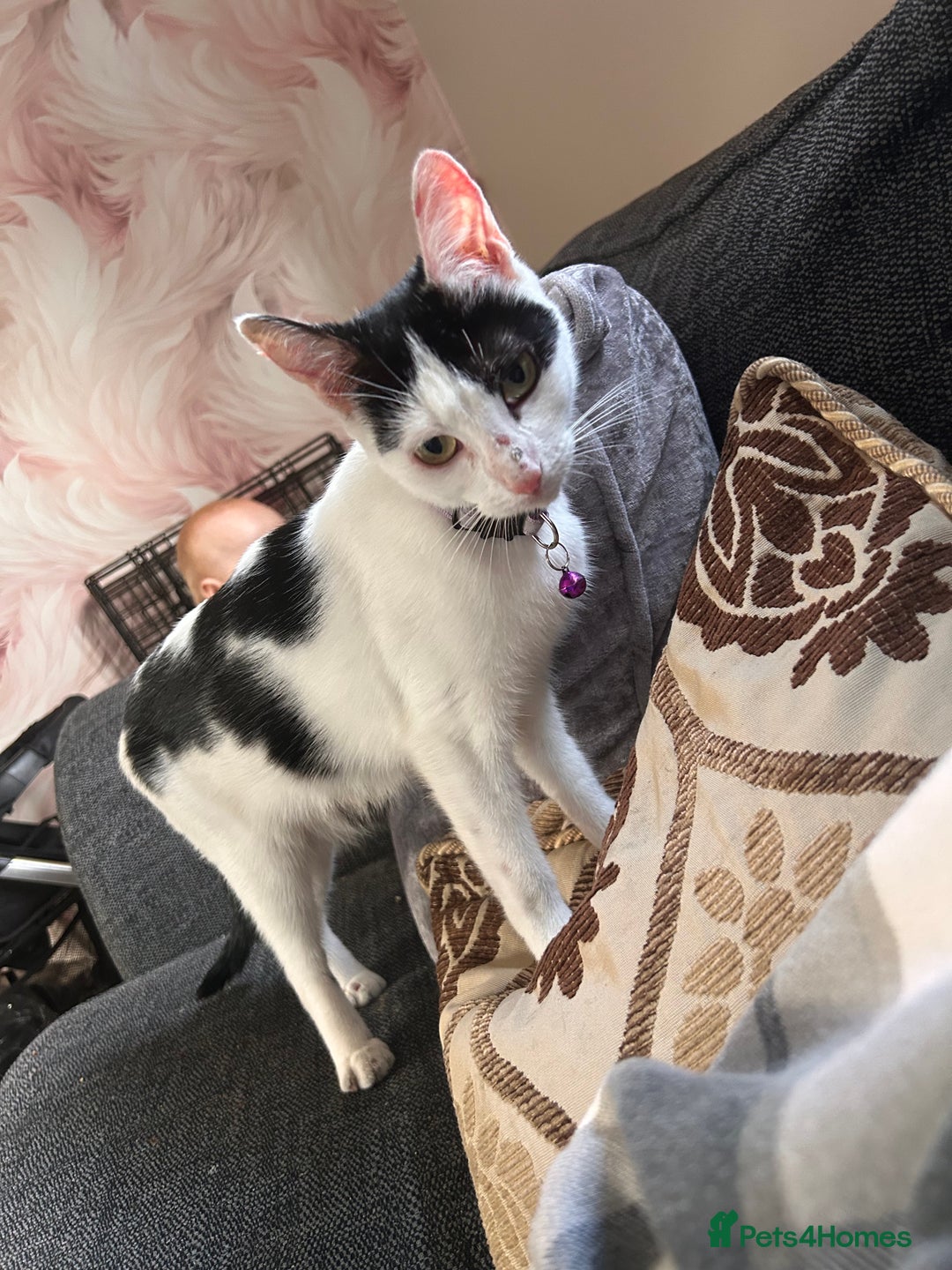 Mixed Breed cats for sale: 1 year old female cat - Image 1
