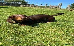 Miniature Dachshund dogs for sale: Male chocolate mini dachshund - Image 4