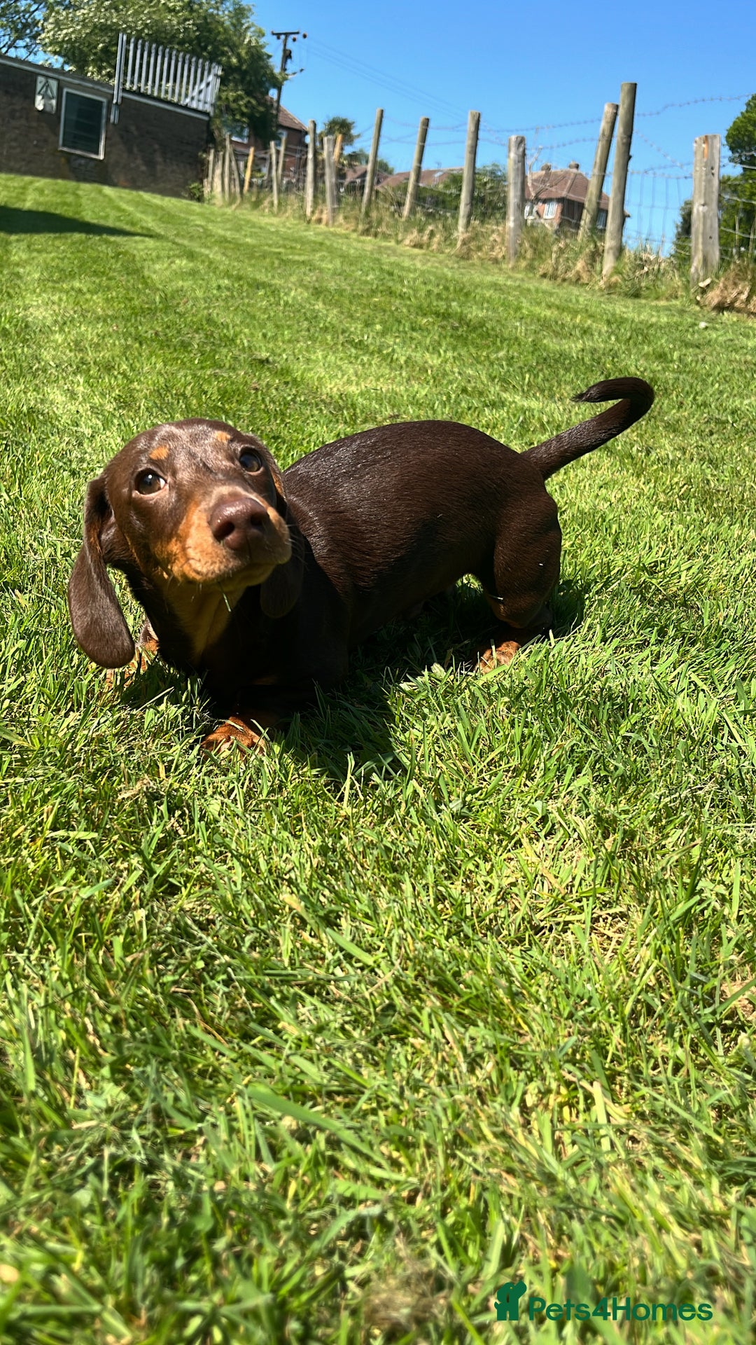 Miniature Dachshund dogs for sale: Male chocolate mini dachshund - Image 4