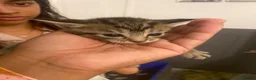 Mixed Breed cats for sale: beautiful litter of tabby kittens  - Advert 6