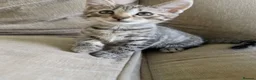 Mixed Breed cats for sale: Tabby cross ragdoll kittens - Advert 18