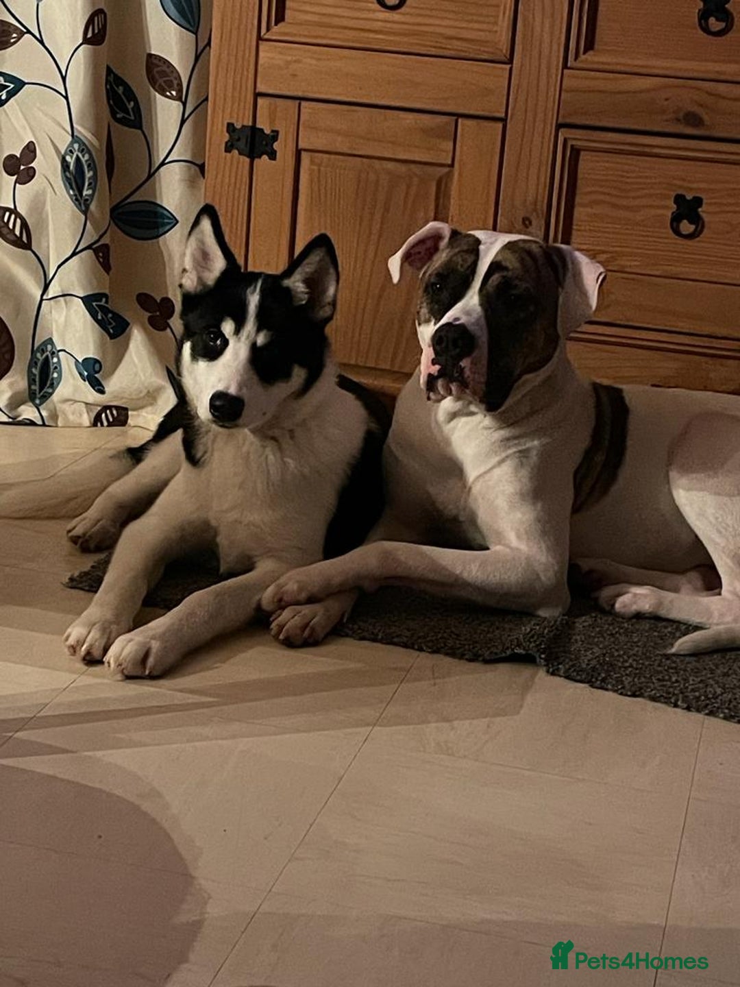 American Bulldog dogs for sale: American bulldog and Siberian Husky  full grown - Image 4