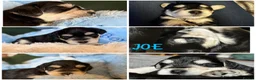 Miniature Schnauzer dogs for sale: Amazing Miniature Schnauzer puppies  - Advert 9