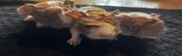Guinea Pig rodents for sale: Babies ready 2 reserve girls&boys  - Advert 34
