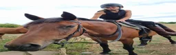 Welsh Section D horses for sale: Bartonhouse charlotte  - Advert 14