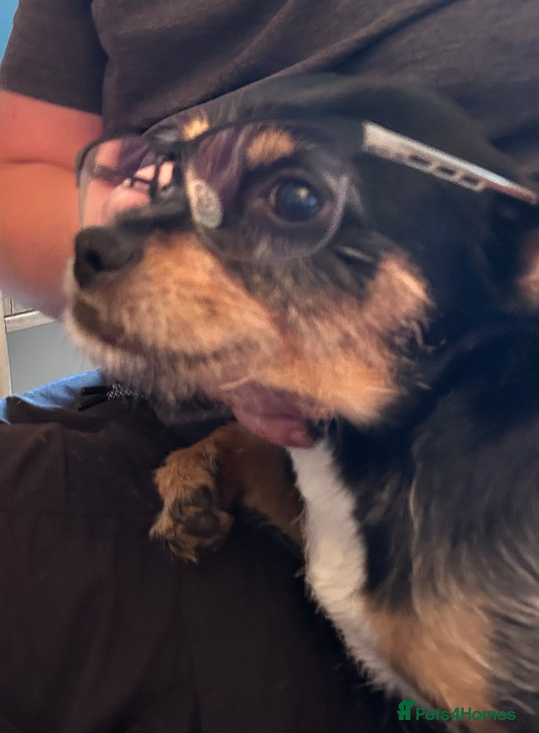 Mixed Breed dogs for stud: Proven 5yr old Jack Tzu for stud - Advert 5