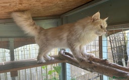 Maine Coon cats for sale: 5 tica registered mainecoon kittens  - Image 17