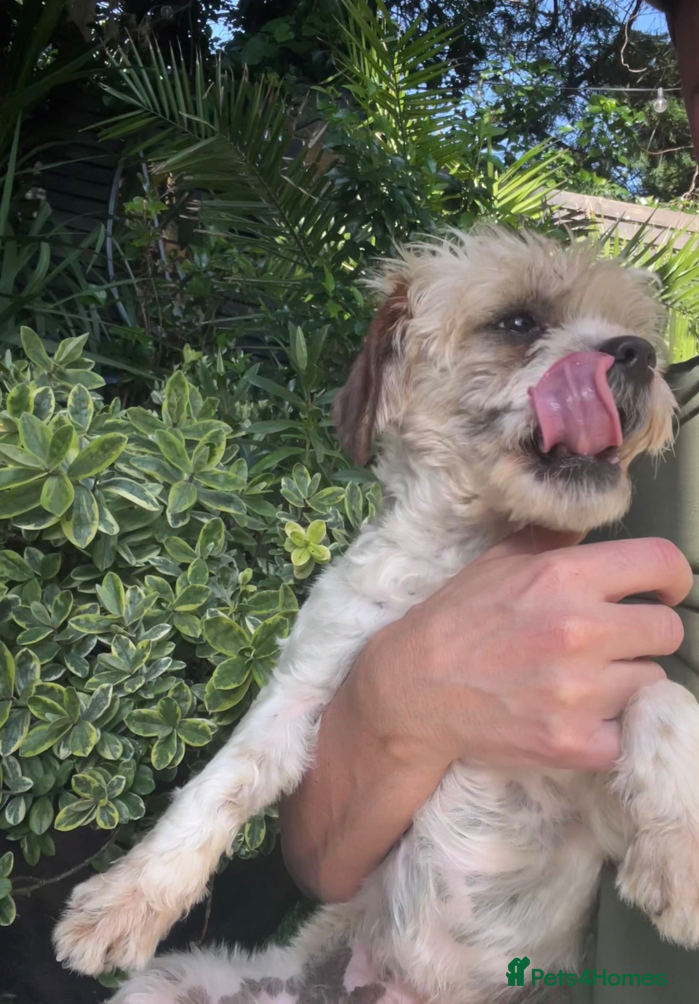 Cavapoo dogs Beautiful cavapoo girl ❤️ - Advert 2
