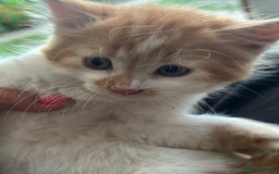 Mixed Breed cats for sale: Mixed Persian and Turkish Angora Kittens  - Image 6