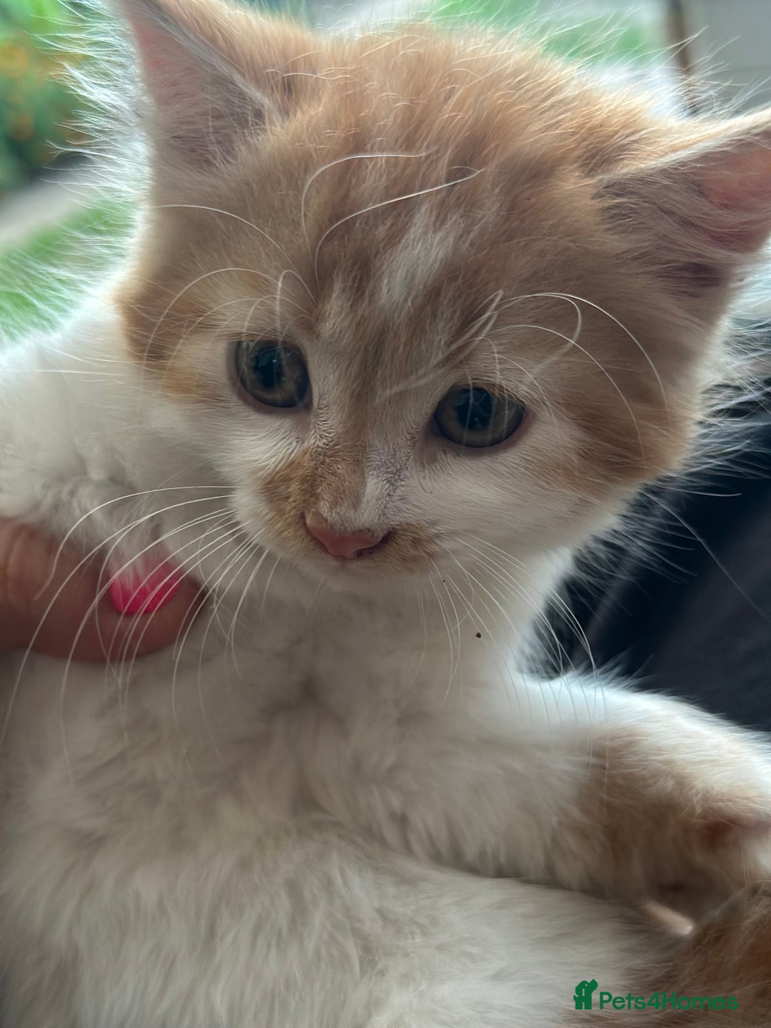 Mixed Breed cats for sale: Mixed Persian and Turkish Angora Kittens  - Image 6