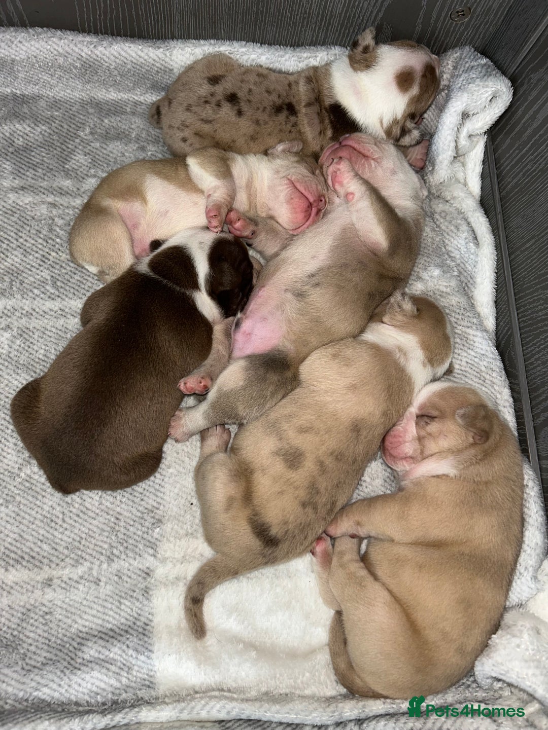 Olde English Bulldogge dogs for sale: CARTEL BLOODLINE OLDE ENGLISH PUPPIES!!  - Image 5