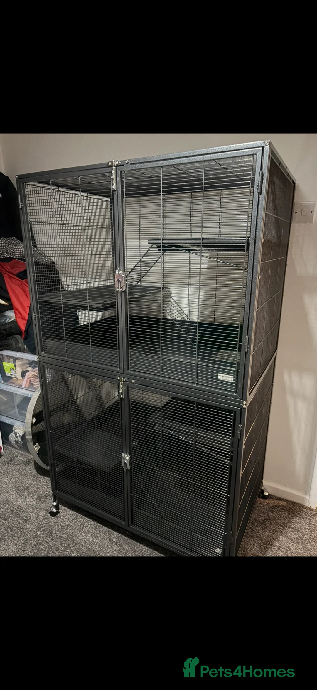 Ferret rodents for sale: 2 jills fully tamed with set up 🤍 - Advert 2