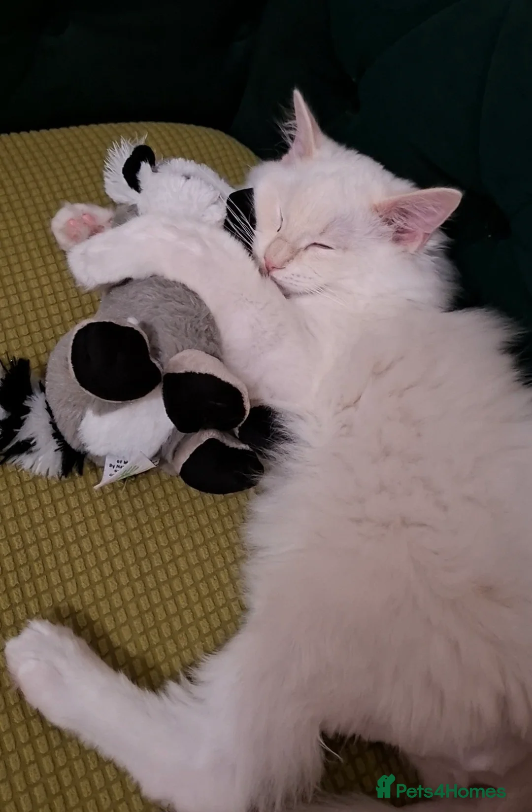 Ragdoll cats for sale: Purebreed Ragdoll in Southampton - Advert 6