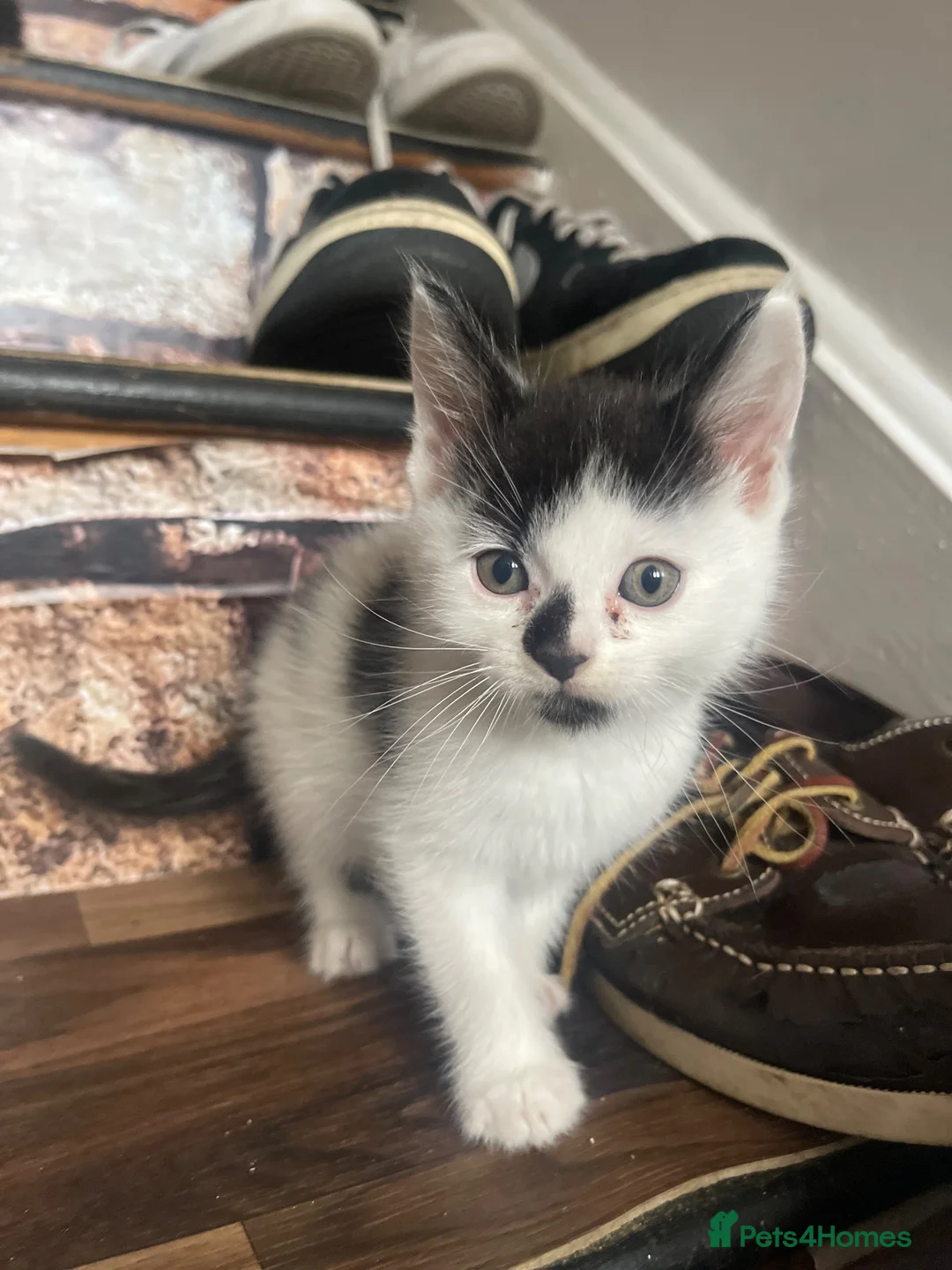 Mixed Breed cats for sale: Mixed Breed Kittens - Advert 7