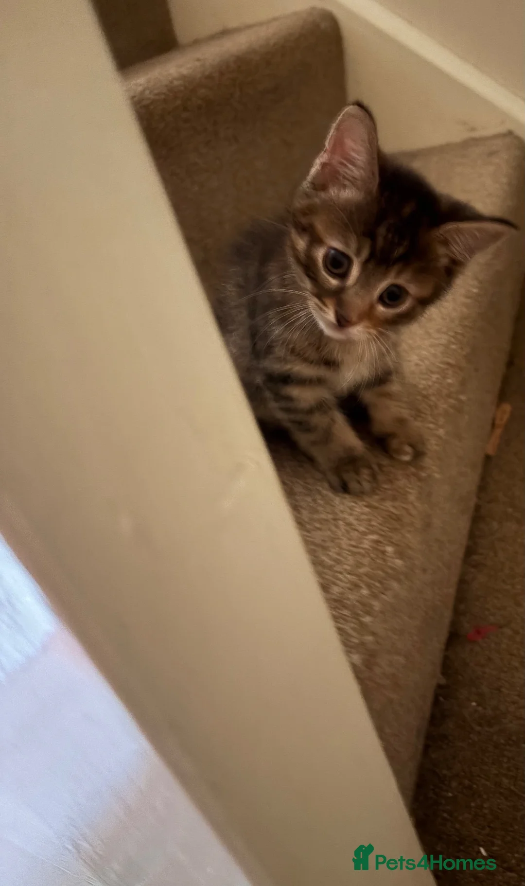 Mixed Breed cats for sale: Adorable friendly girl - Advert 2