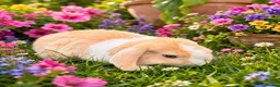 Mixed Breed rabbits for sale: A litter of 4 Holland Lop / Mini Lop Bunny’s  in Bognor Regis - Advert 6