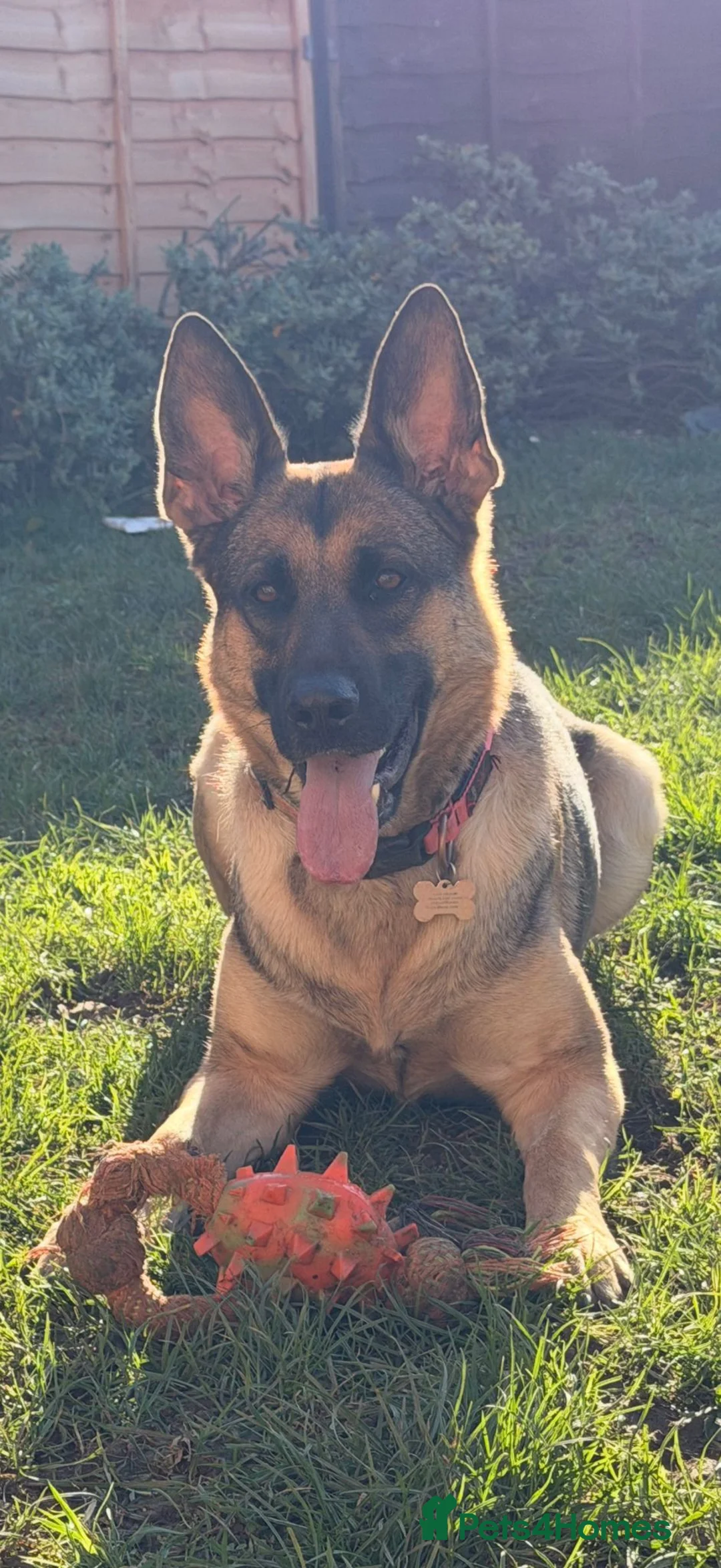 German Shepherd dogs for sale: German Shepherd Female, 2 and half years old in Corby - Advert 1