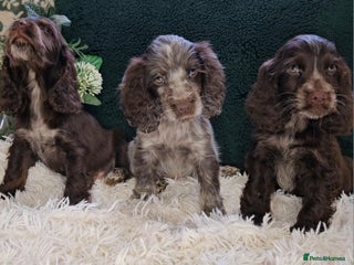 Cocker Spaniel dogs Exceptional Pedigree Show Type English Cockers - Advert 5