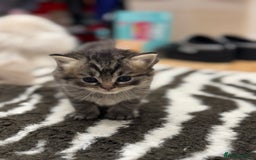 Perdoll cats for sale: Rare Perdolls  - Image 6