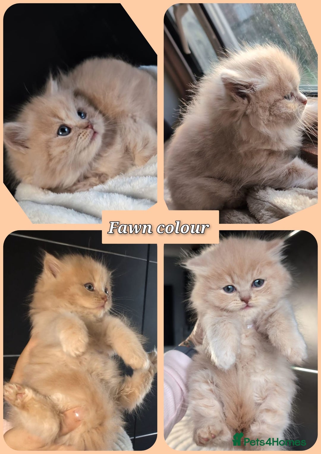 British Longhair cats for sale: 💖💙 BSH and BLH ● TICA & GCCF reg ●  - Advert 9