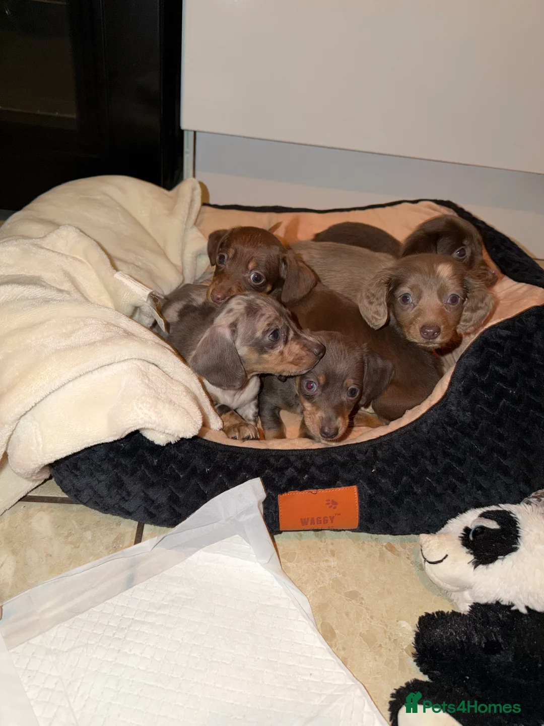Miniature Dachshund dogs for sale: Miniature dachshunds  - Advert 14