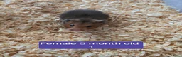 Hamster rodents for sale: Syrian hamsters various colours and genders - Advert 4