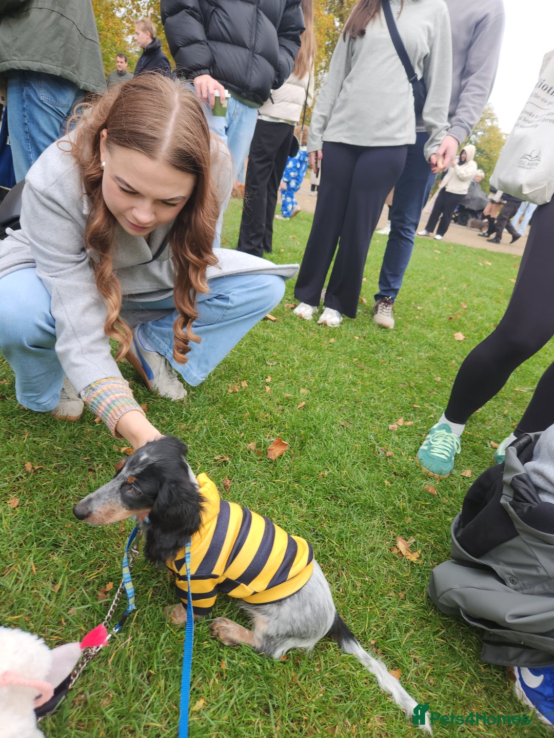 Dachshund dogs for sale:  **  sale of rear Dachshund Puppies  - Advert 19