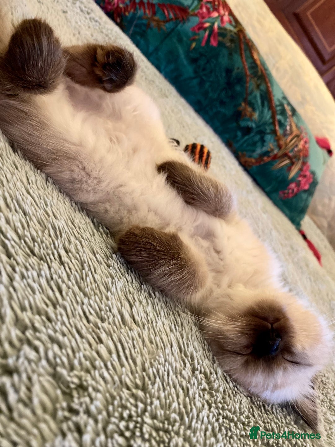 Ragdoll cats for sale: Gorgeous Ragdoll boy - Image 6
