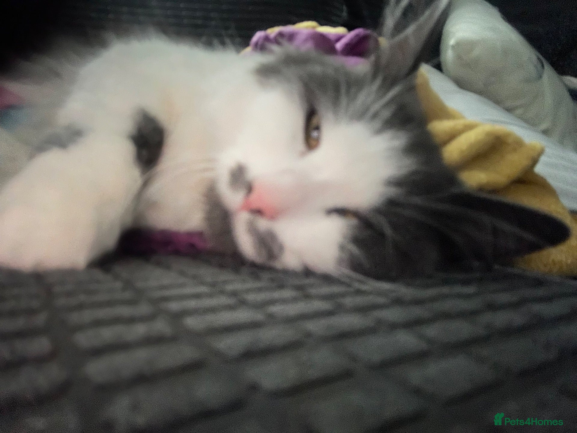 British Shorthair cats Gorgeous kitten for sale - Advert 2