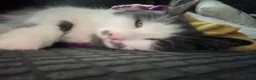 British Shorthair cats for sale: Gorgeous grey and white kitten for sale - Advert 1