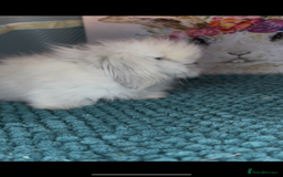Mini Lion Lop rabbits for sale: Gorgeous fluffy mini lion lop baby bunnies - Image 8