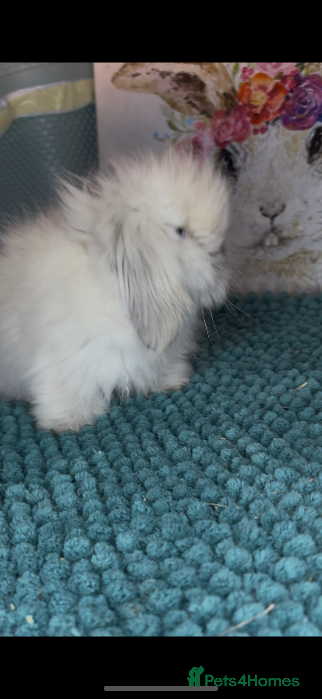 Mini Lion Lop rabbits for sale: Gorgeous fluffy mini lion lop baby bunnies - Image 8
