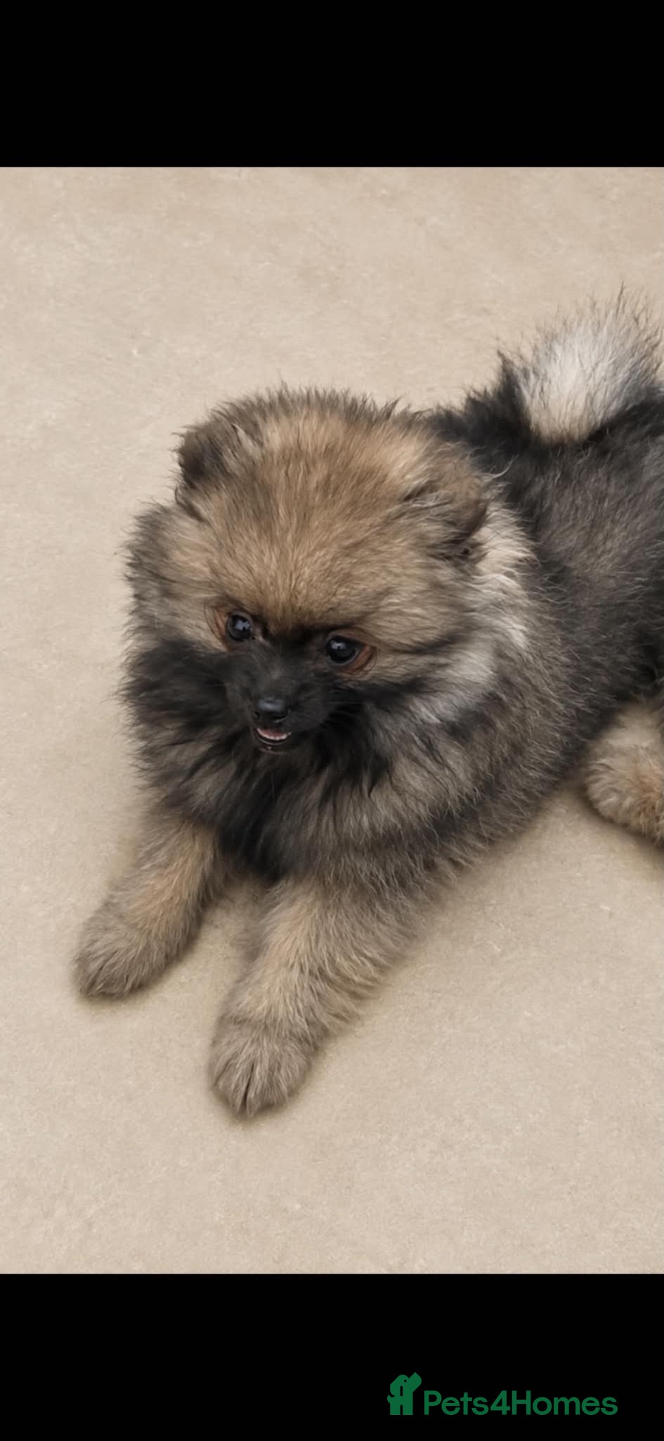Pomeranian dogs Beautiful kc registered pedigree Poms  - Advert 10