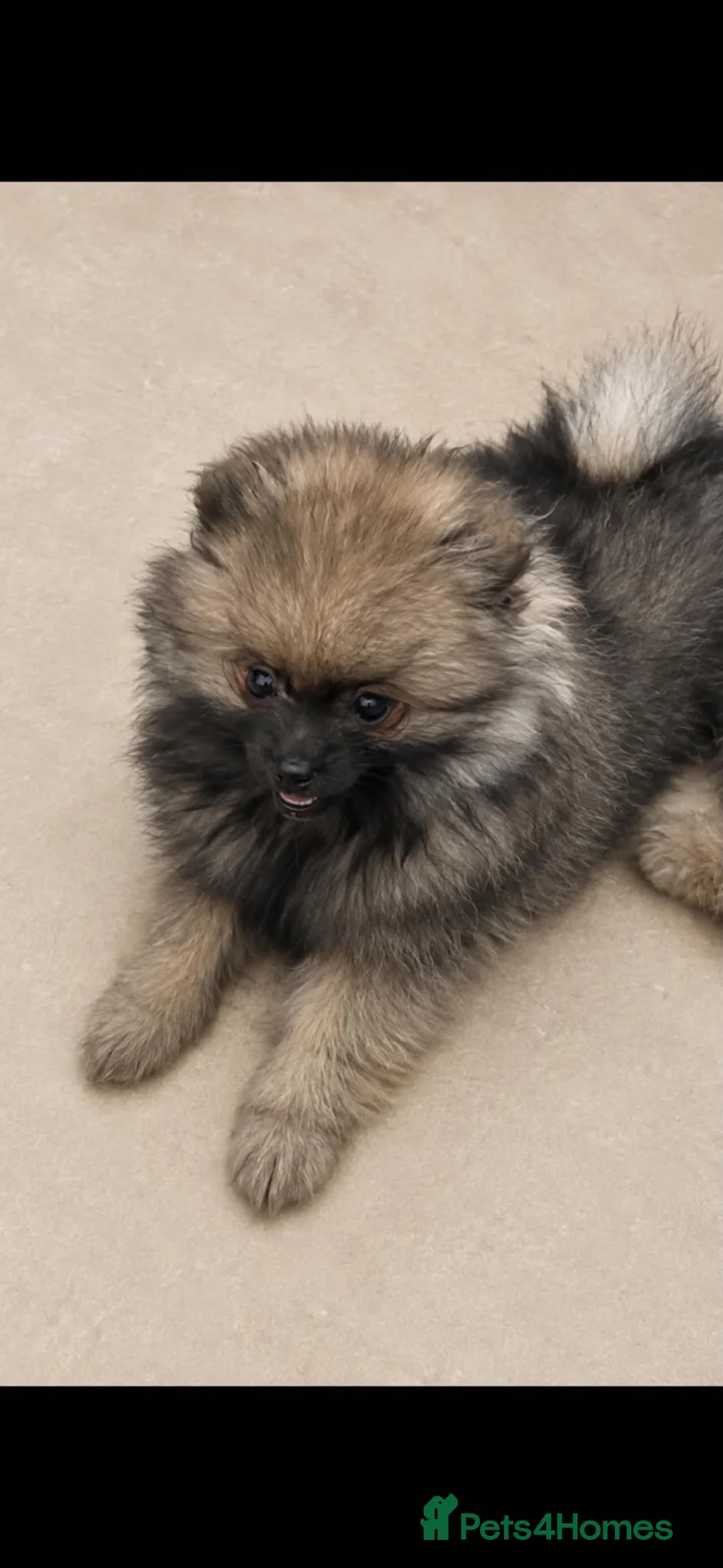 Pomeranian dogs for sale: Beautiful kc registered pedigree Poms  - Advert 2