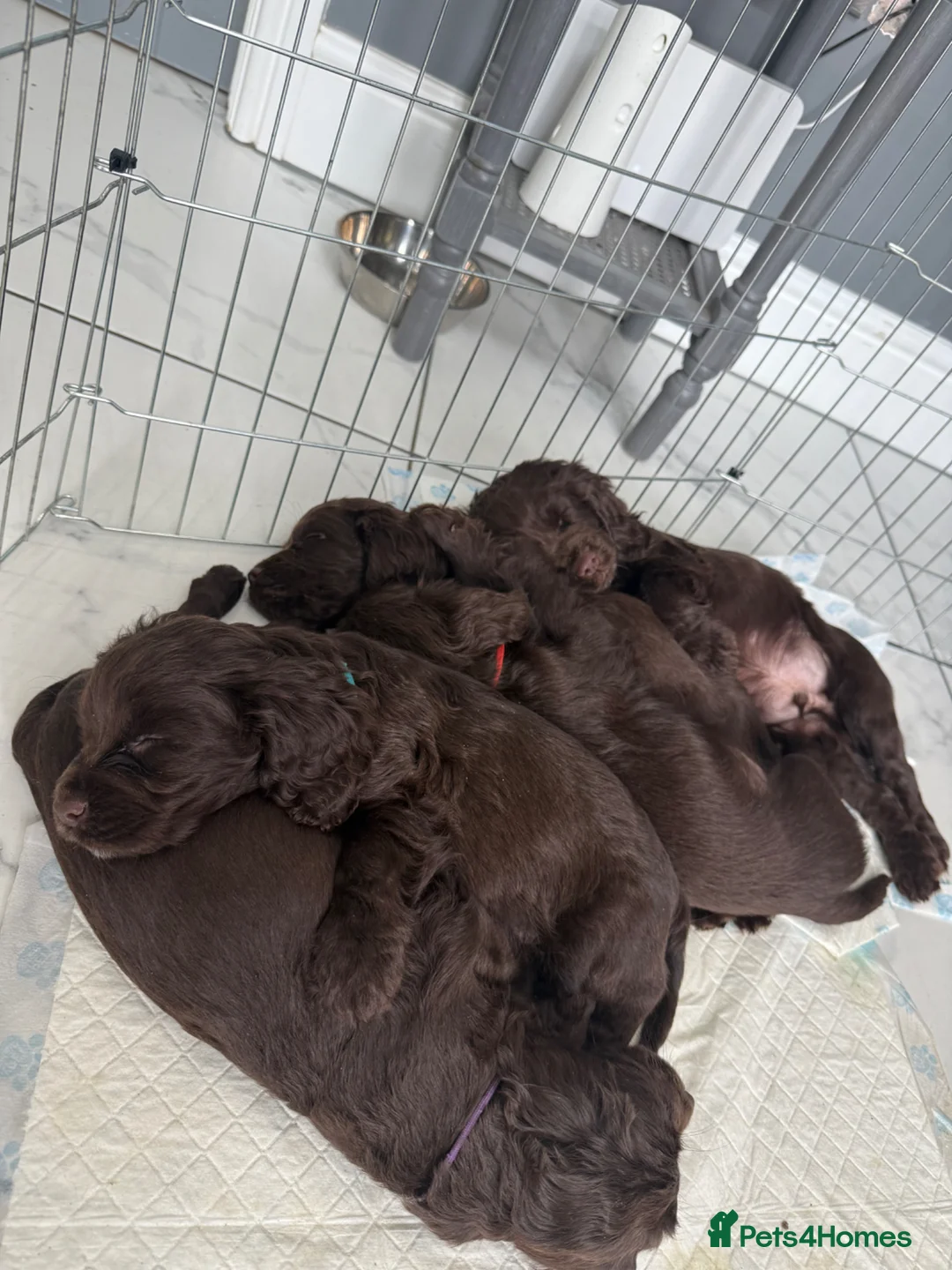 Cocker Spaniel dogs for sale: Working Cocker spaniel puppies  - Advert 2