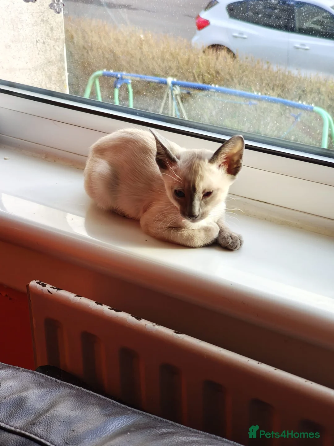 Siamese cats for sale: Gorgeous Siamese kittens!! - Advert 12