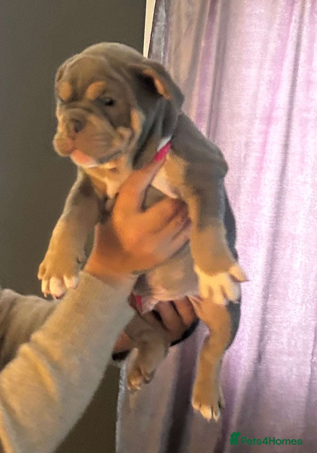 Mixed Breed dogs for sale: Bulldog puppy’s ready (5 BOYS LEFT 💙) - Image 13