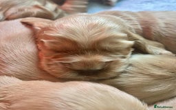 Cocker Spaniel dogs for sale: Top Quality KC Show Cockers FN PRCD-PRA CLEAR - Image 6