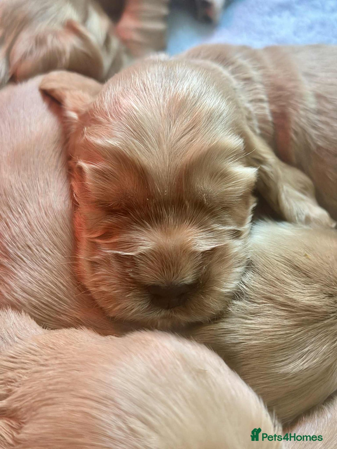 Cocker Spaniel dogs for sale: Top Quality KC Show Cockers FN PRCD-PRA CLEAR - Image 6