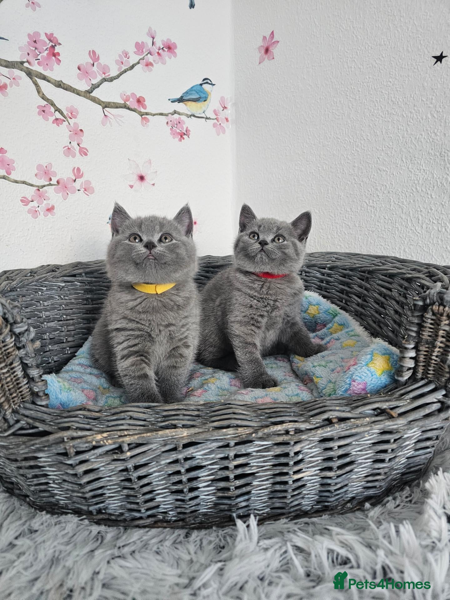 British Shorthair cats British Shorthair Kittens  - Advert 10