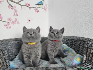 British Shorthair cats British Shorthair Kittens - Advert 10