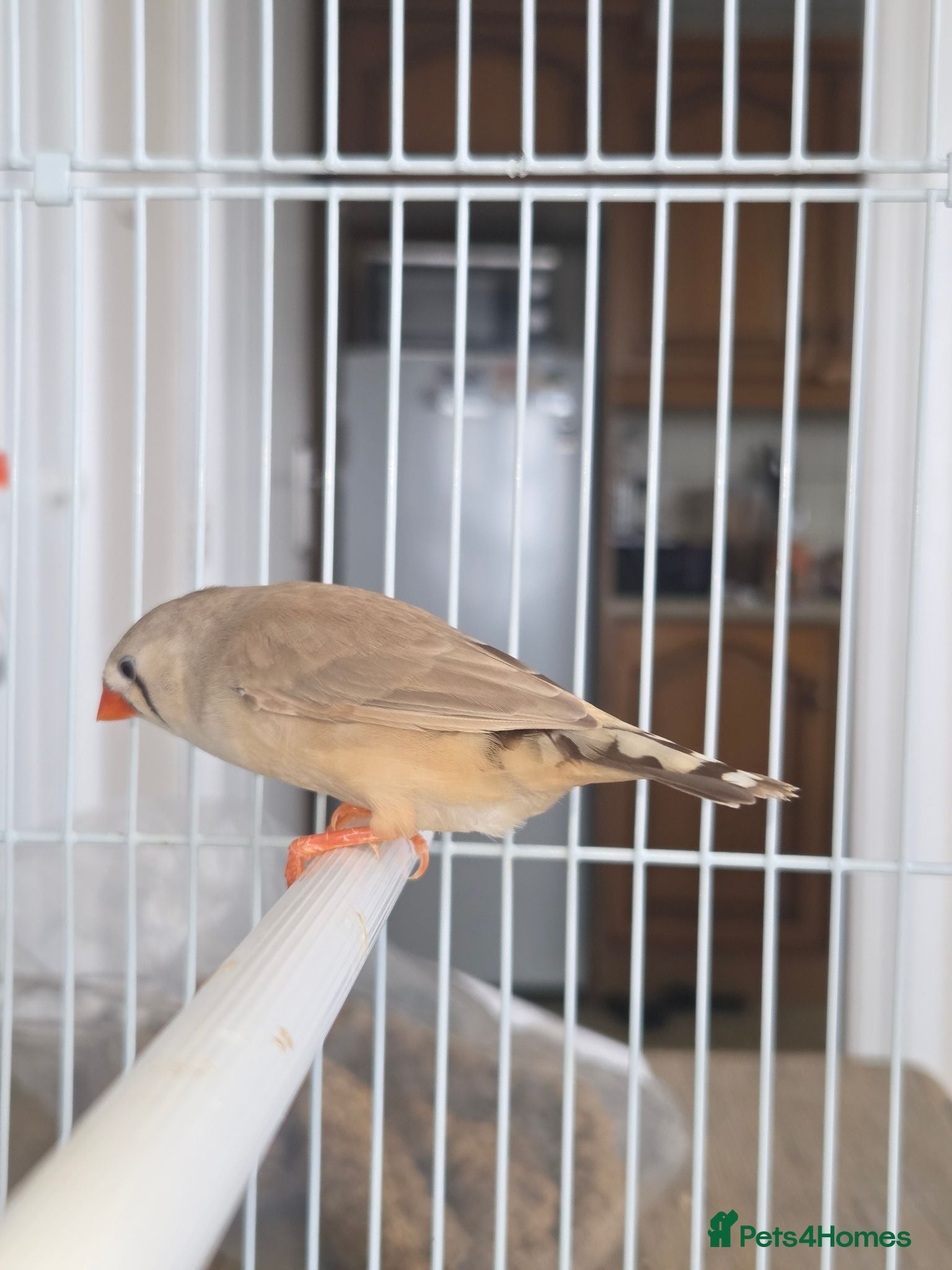 Finches birds Mixed aviary born Zebra Finch - Advert 1