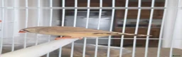 Finches birds for sale: Mixed aviary born Zebra Finch - Advert 1