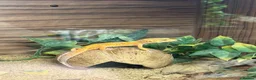 Leopard Gecko reptiles for sale: Leopard Gecko with full set up - Advert 1