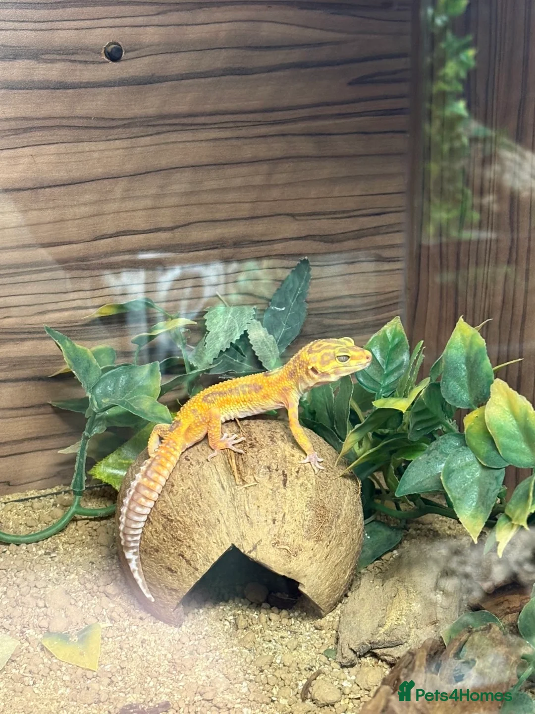 Leopard Gecko reptiles for sale: Leopard Gecko with full set up - Advert 1