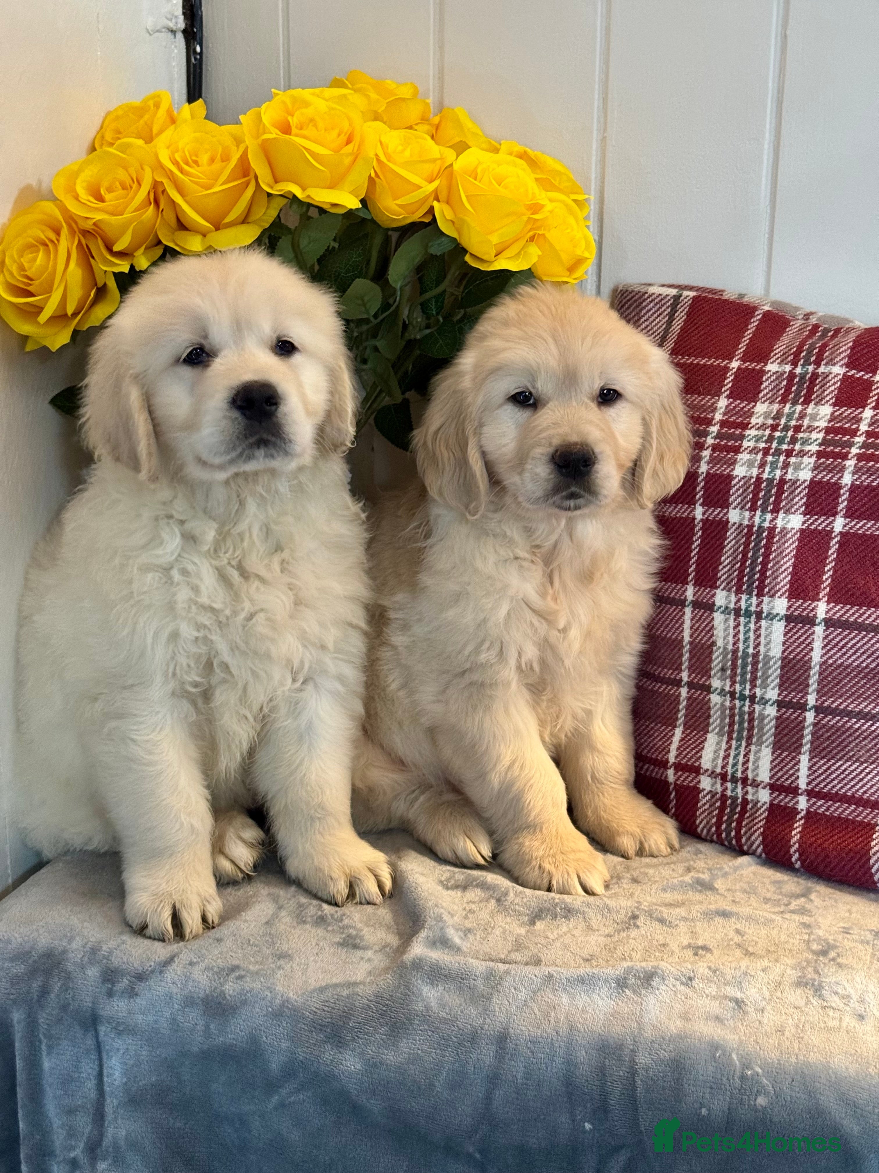 Golden Retriever dogs 2 boys  kc reg  cream golden retriever puppies  - Advert 3