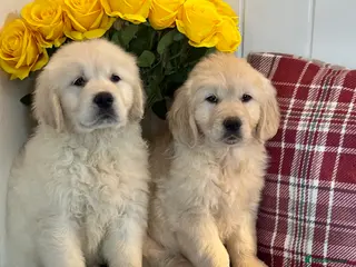 Golden Retriever dogs 2 boys kc reg cream golden retriever puppies - Advert 3