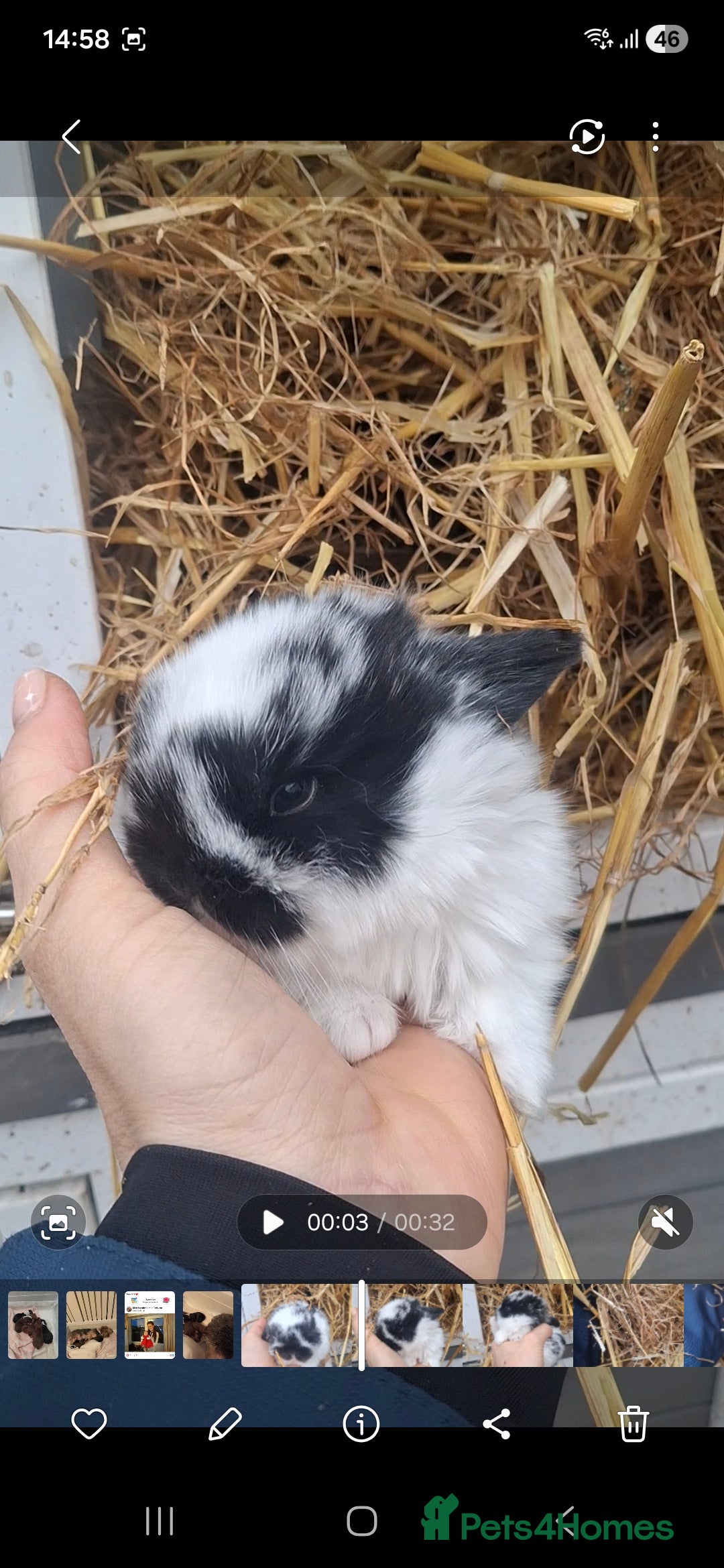 Mini Lion Lop rabbits for sale: Mini lionlops  - Advert 3
